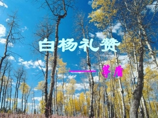白杨礼赞 课件