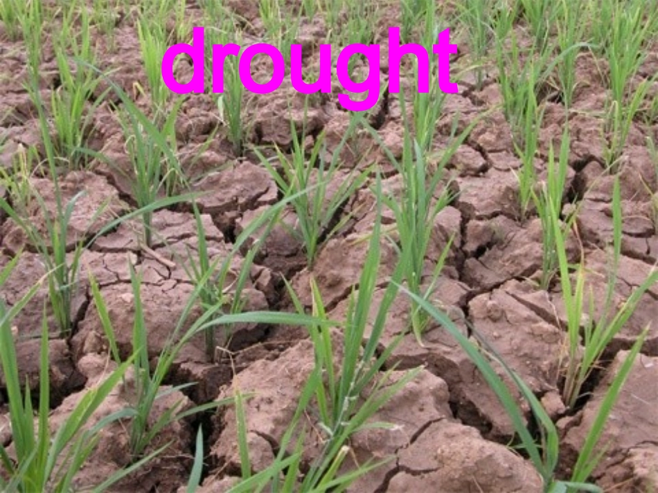 高中英语 Module3 reading课件 新人教版必修3 课件_第3页