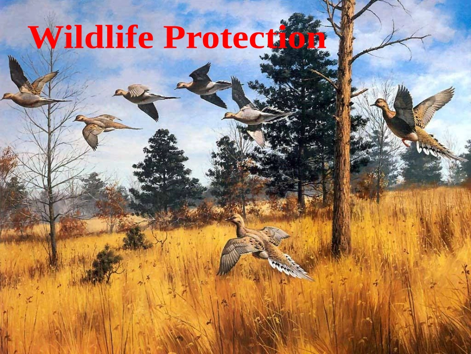 高一英语Unit4 wildlife protection课件 新课标 人教版 课件_第1页