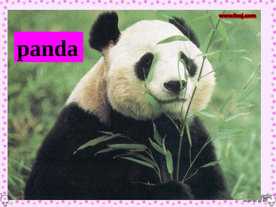 高一英语Unit4 wildlife protection课件 新课标 人教版 课件_第2页