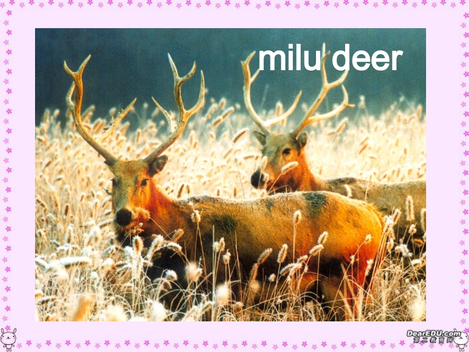 高一英语Unit4 wildlife protection课件 新课标 人教版 课件_第3页