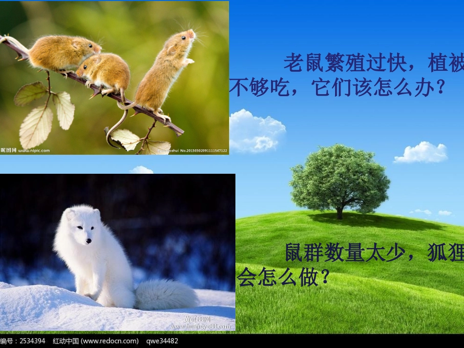 高中语文12动物游戏之谜课件新人教版必修3 课件_第2页