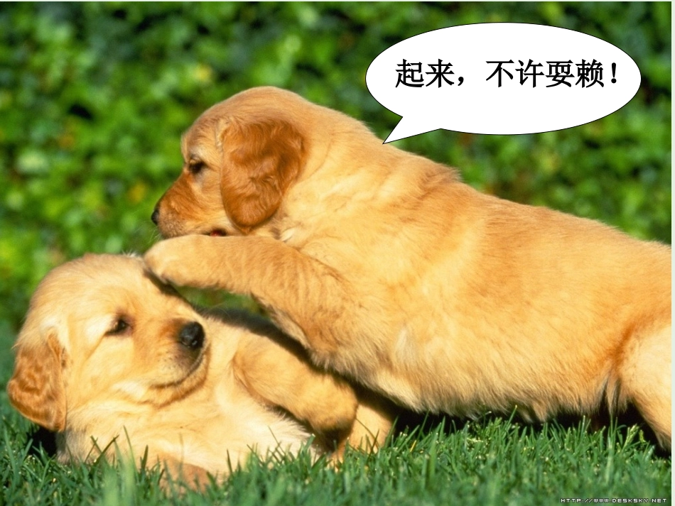 高中语文12动物游戏之谜课件新人教版必修3 课件_第3页