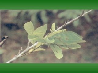 高中语文最后的常春藤叶课件3 苏教版 必修2 课件