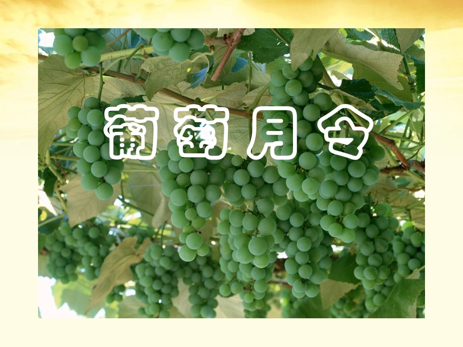 高中语文 (葡萄月令)课件 新人教版选修(中国现代诗歌散文欣赏) 课件_第1页