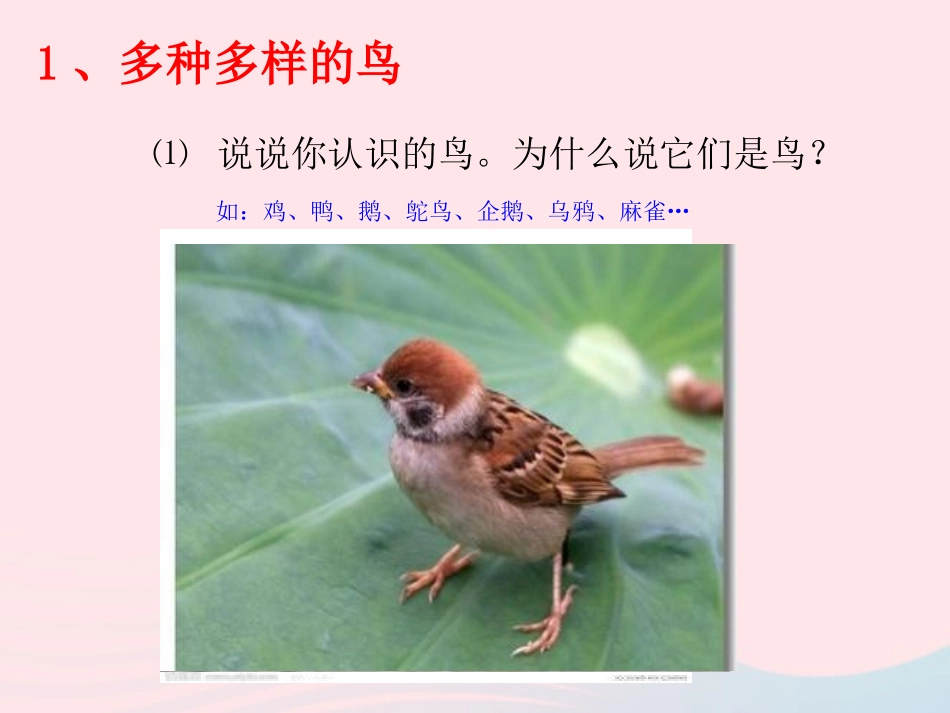 第六节 鸟 八年级生物上册 第五单元 第一章 第六节 鸟素材 (新版)新人教版 八年级生物上册 第五单元 第一章 第六节 鸟素材 (新版)新人教版_第2页