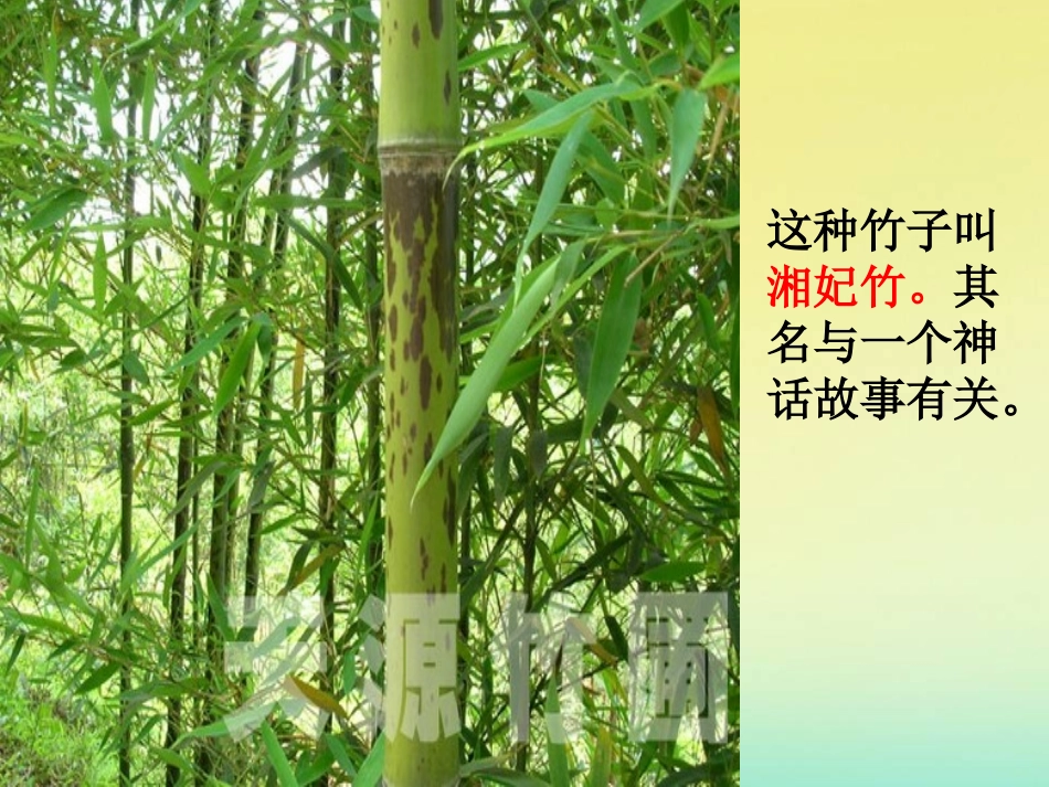 高中语文12湘夫人课件新人教版选修中国古代诗歌散文欣赏 课件_第1页