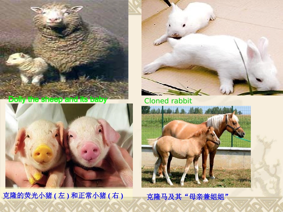 高二英语选修8 unit2 cloning 课件_第3页