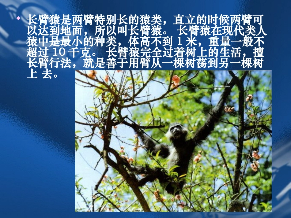 第一课时 八年级生物第3节人的起源和进化课件 八年级生物第3节人的起源和进化课件_第3页