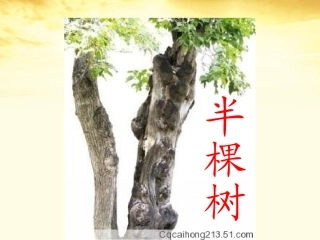 高中语文 (半棵树)课件 新人教版选修(中国现代诗歌散文欣赏) 课件