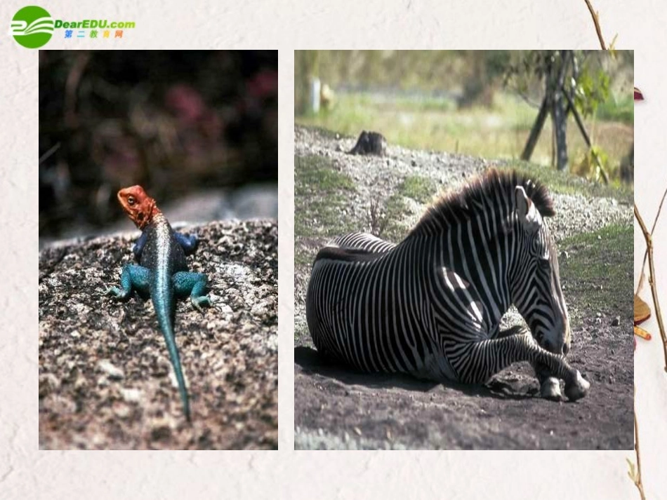 高一语文上册(我的呼吁)课件 人教版第一册 课件_第3页