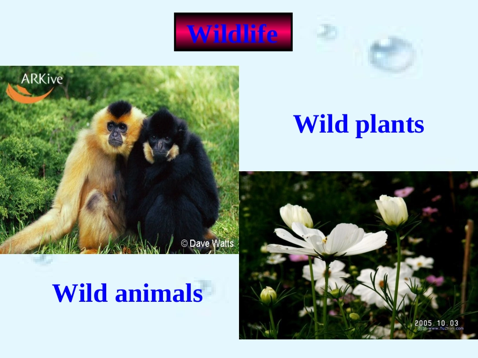 高一英语必修2 unit4 Wildlife Protection1 ppt 课件_第3页