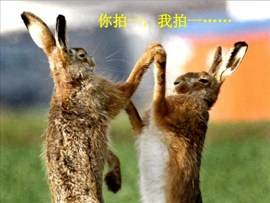 高中语文 (动物游戏之谜)精品课件 新人教版必修4 课件_第2页