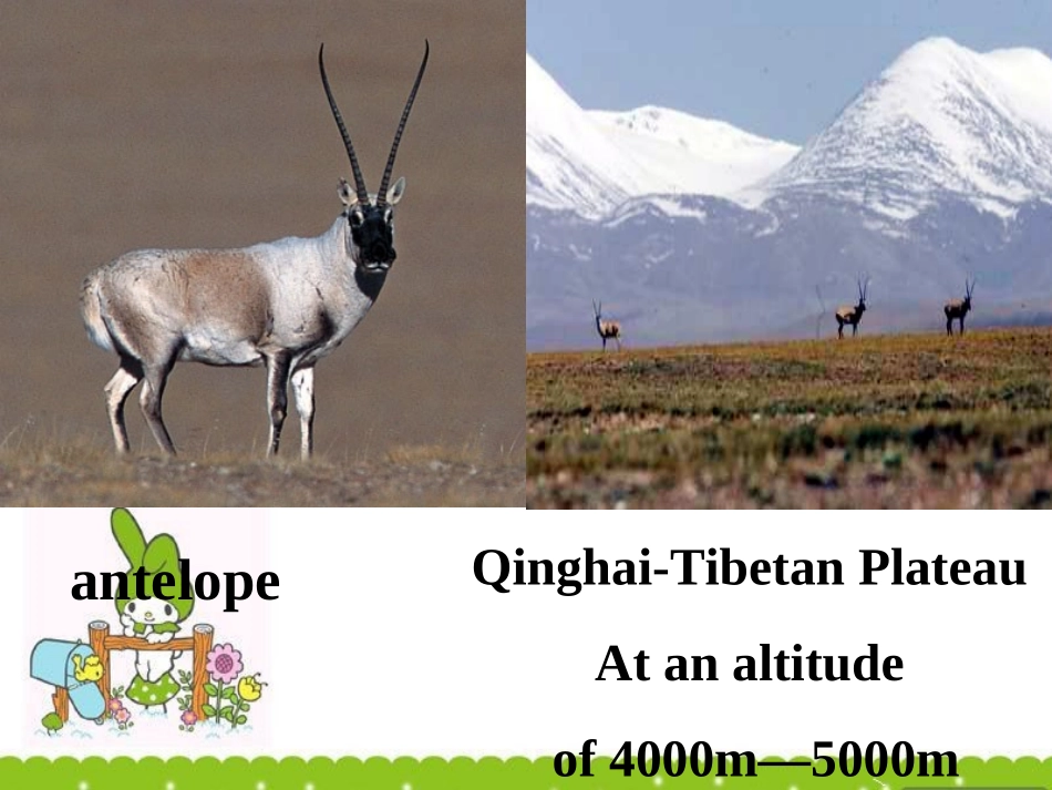 高中英语 Module 6(Animals in Danger)课件 外研版必修5 课件_第3页