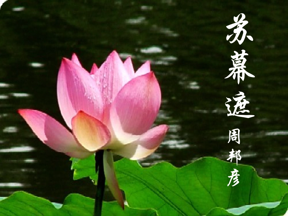 高中语文3.5苏幕遮课件1新人教版选修中国古代诗歌散文欣赏 课件_第1页