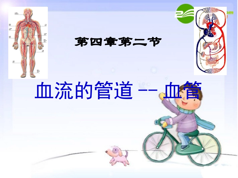 辽宁地区七年级生物下册 血流的管道--血管课件 人教版 课件_第1页