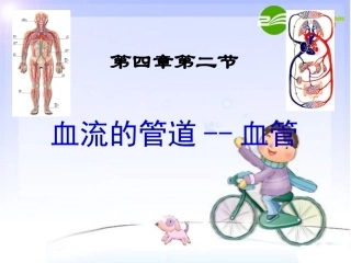辽宁地区七年级生物下册 血流的管道--血管课件 人教版 课件