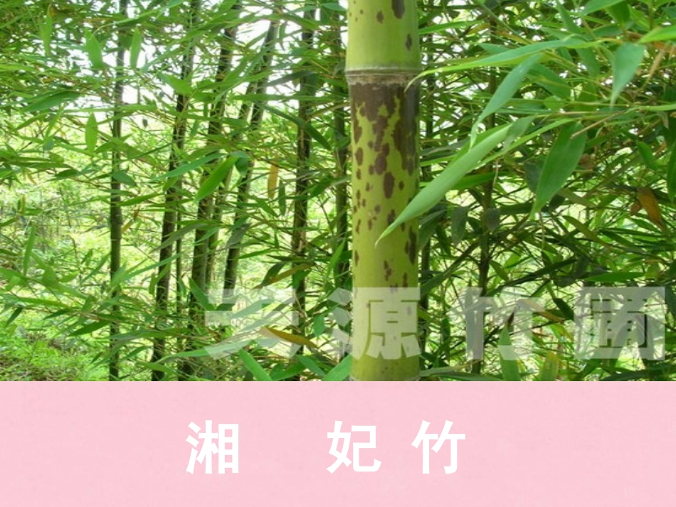 高中语文1.2湘夫人课件新人教版选修中国古代诗歌散文欣赏 课件_第2页