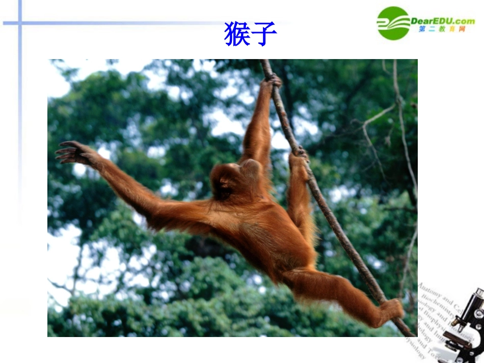 高中语文 第四单元第13课(动物游戏之谜)课件(2) 新人教版必修3 课件_第3页