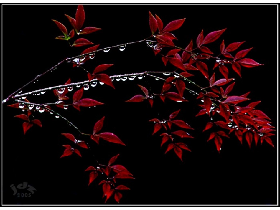 高中语文(第四专题之听听那冷雨)课件 苏教版必修2 课件_第3页