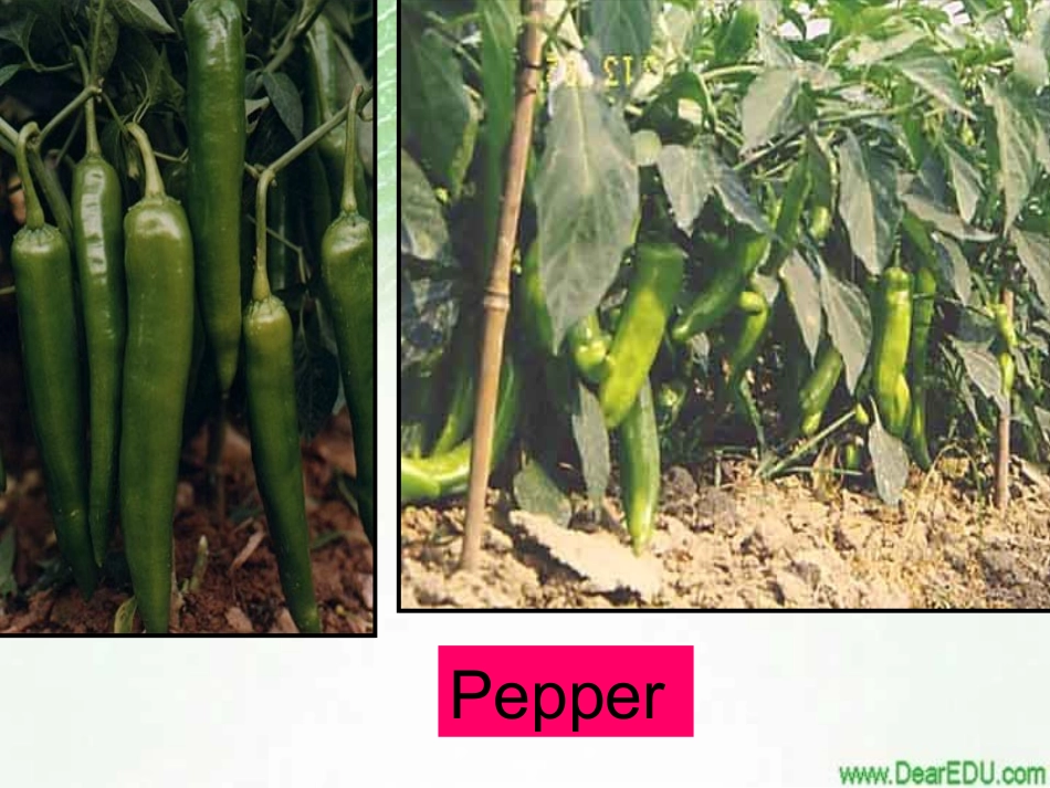 高一英语Unit2 working the land 人教版 课件_第2页