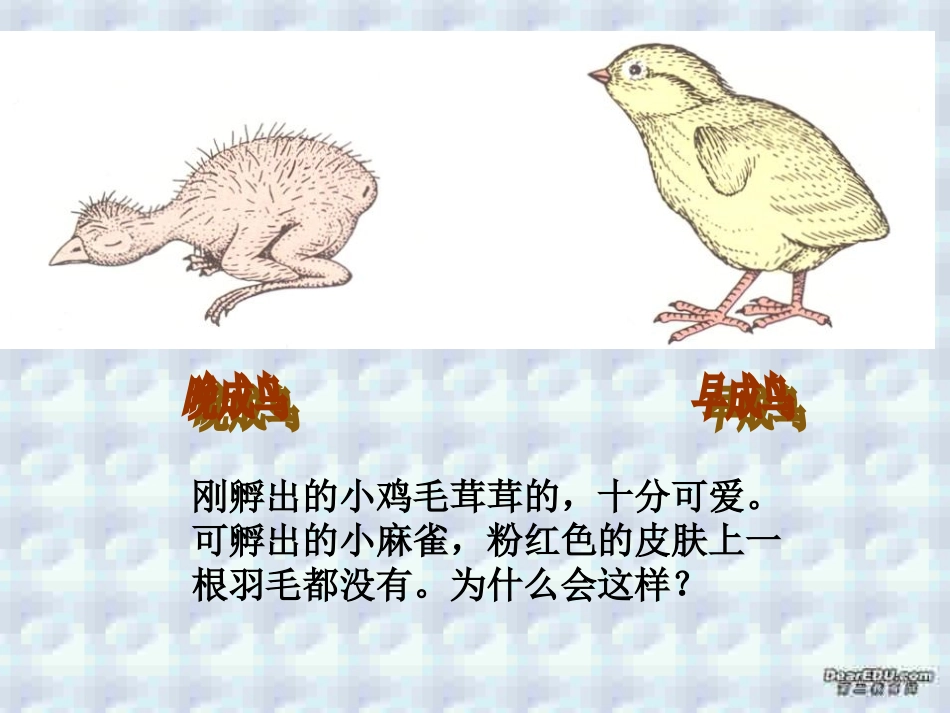 鸟类的生殖和发育八年级生物课件示例二 课件_第2页