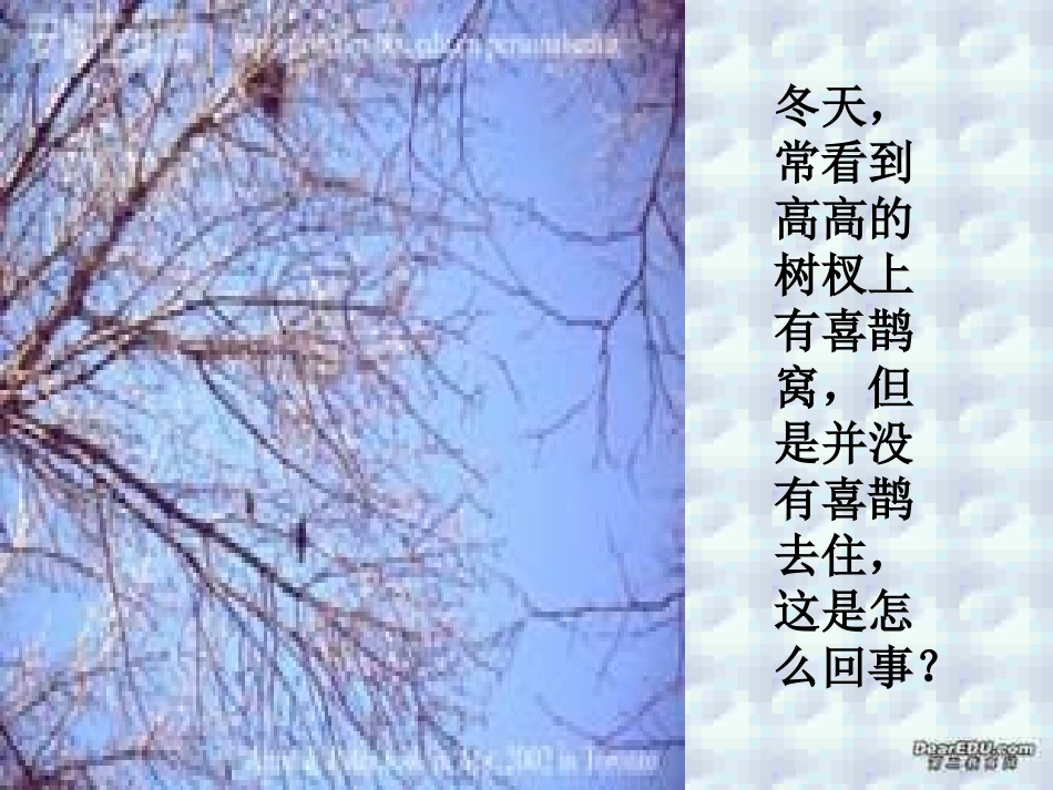 鸟类的生殖和发育八年级生物课件示例二 课件_第3页