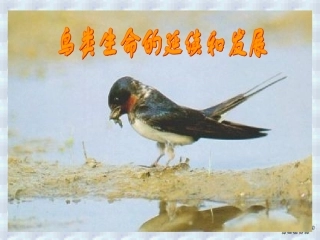 鸟类的生殖和发育八年级生物课件示例二 课件
