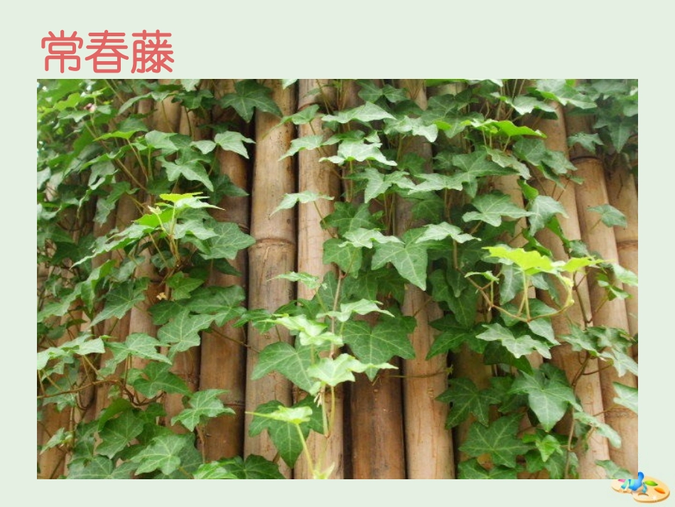 高中语文第一专题最后的常春藤叶课件1苏教版必修2 课件_第2页