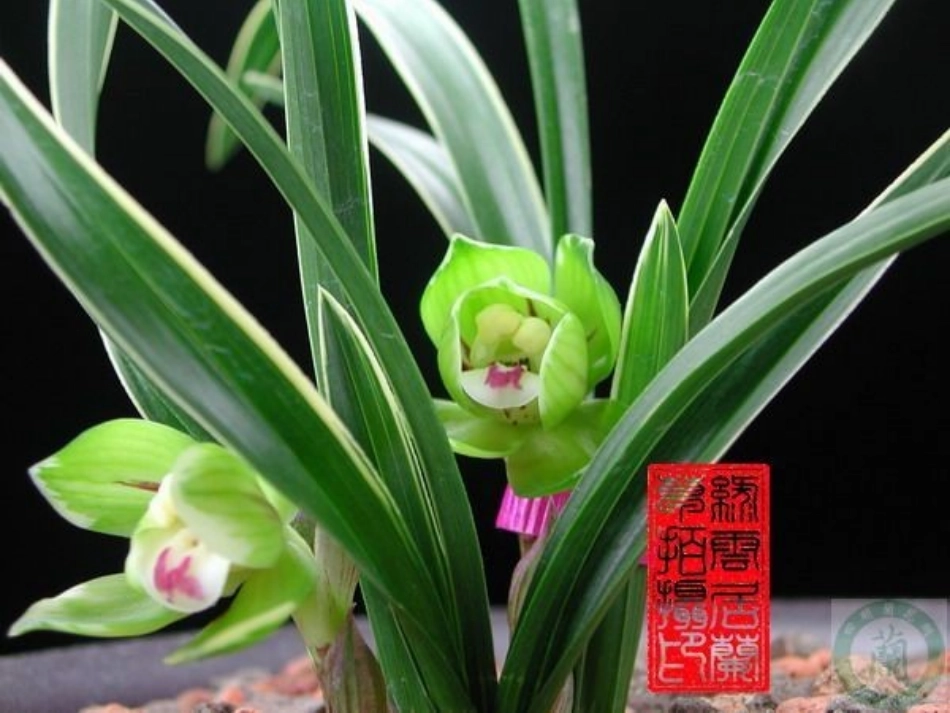 高二语文(文与可画筼筜谷偃竹记)课件 人教版 课件_第3页