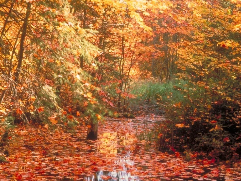 湖北省黄冈地区高二语文故都的秋 新课标 人教版 课件_第2页