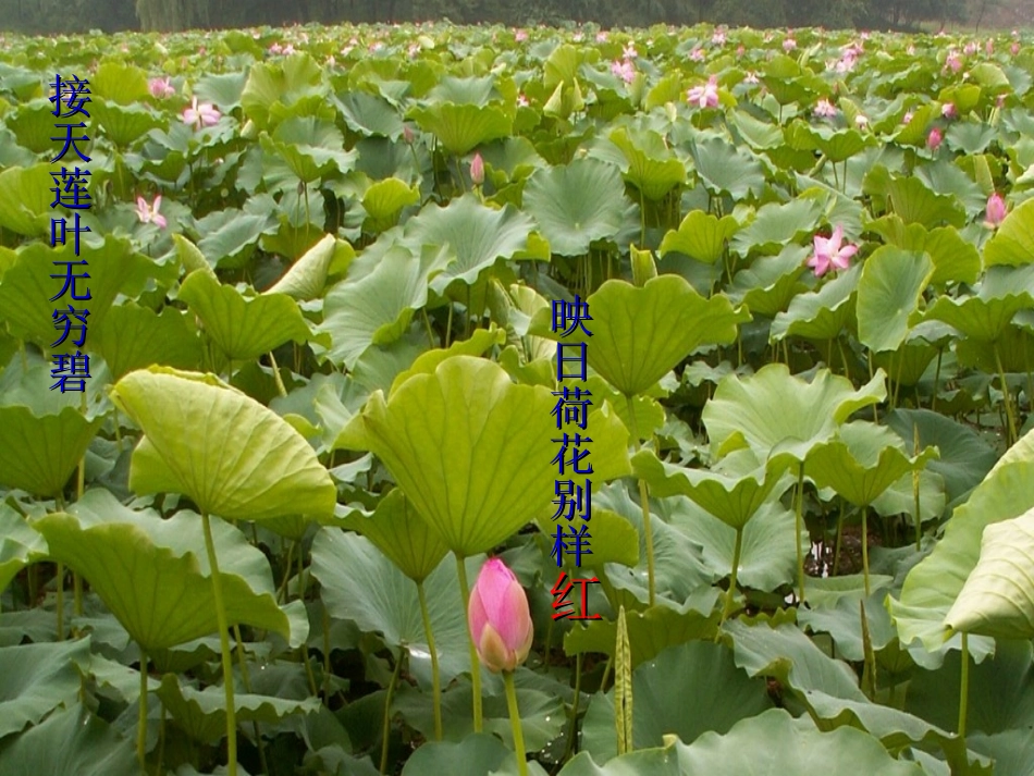高中语文 荷塘月色2课件 新人教版必修2 课件_第2页