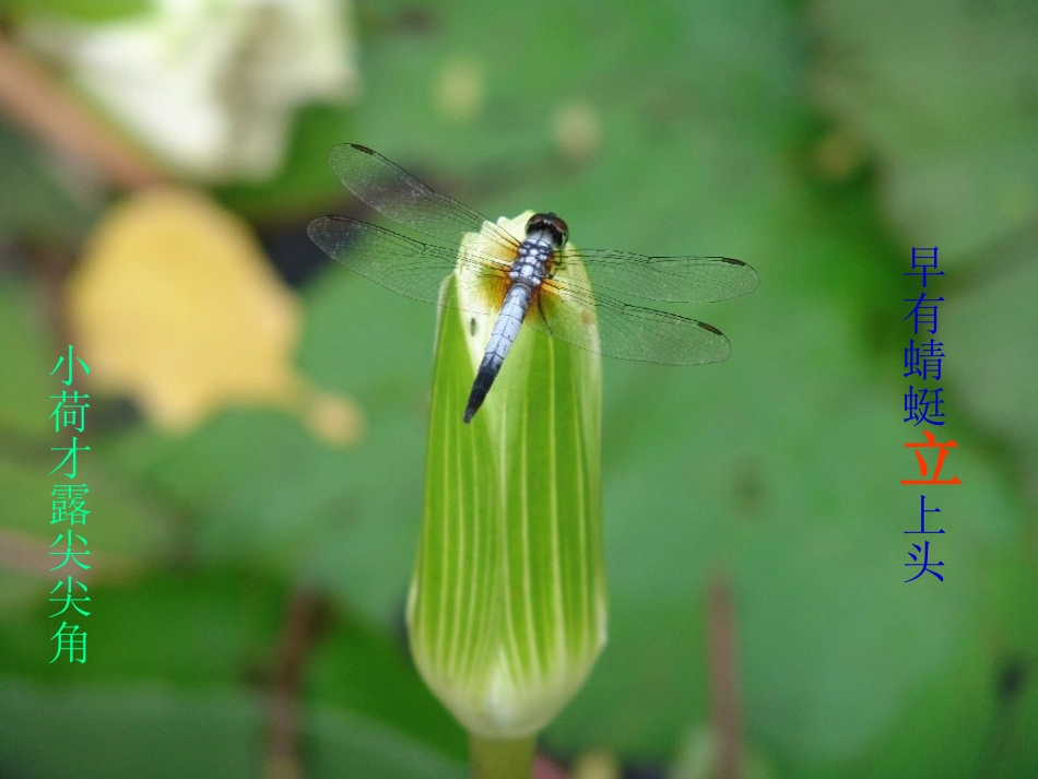 高中语文 荷塘月色2课件 新人教版必修2 课件_第3页