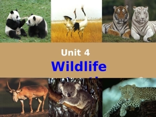 高中英语 Unit4 Warming up课件 新人教版必修2 课件