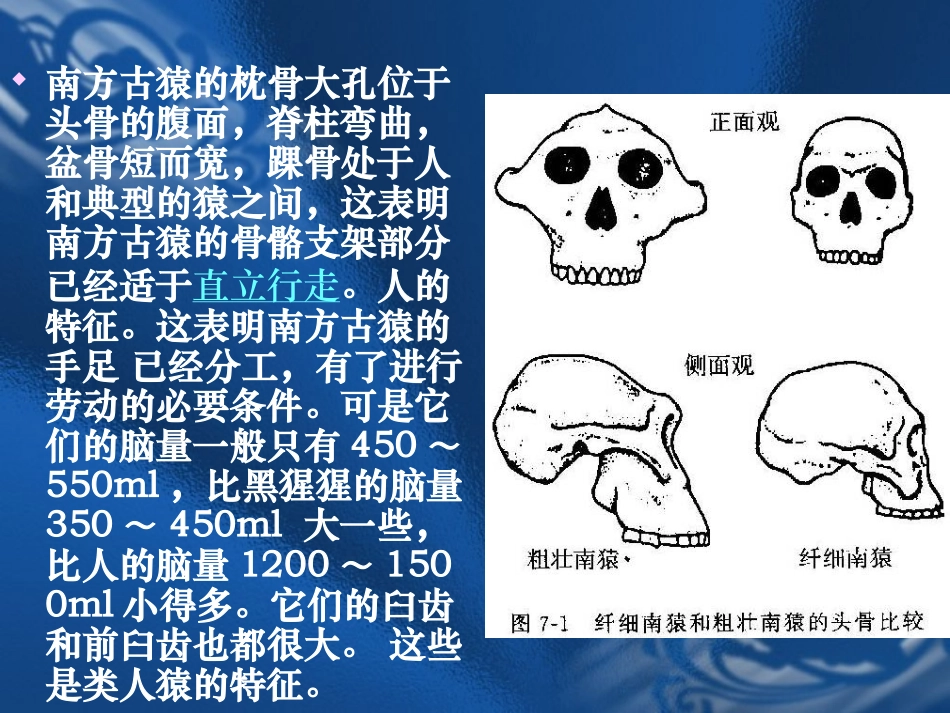 第二课时 八年级生物第3节人的起源和进化课件 八年级生物第3节人的起源和进化课件_第2页