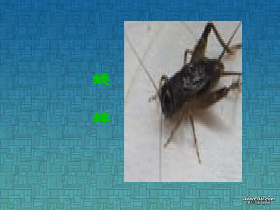 高一语文这个世界的音乐课件 新课标 人教版 课件_第3页