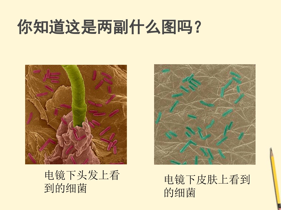 江西省萍乡四中八年级生物上册 第五单元细菌课件_第3页