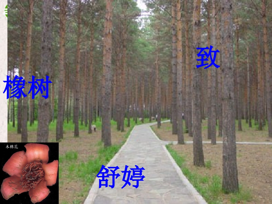 高中语文 第一单元第2课(致橡树)课件 人教版第一册 课件_第2页