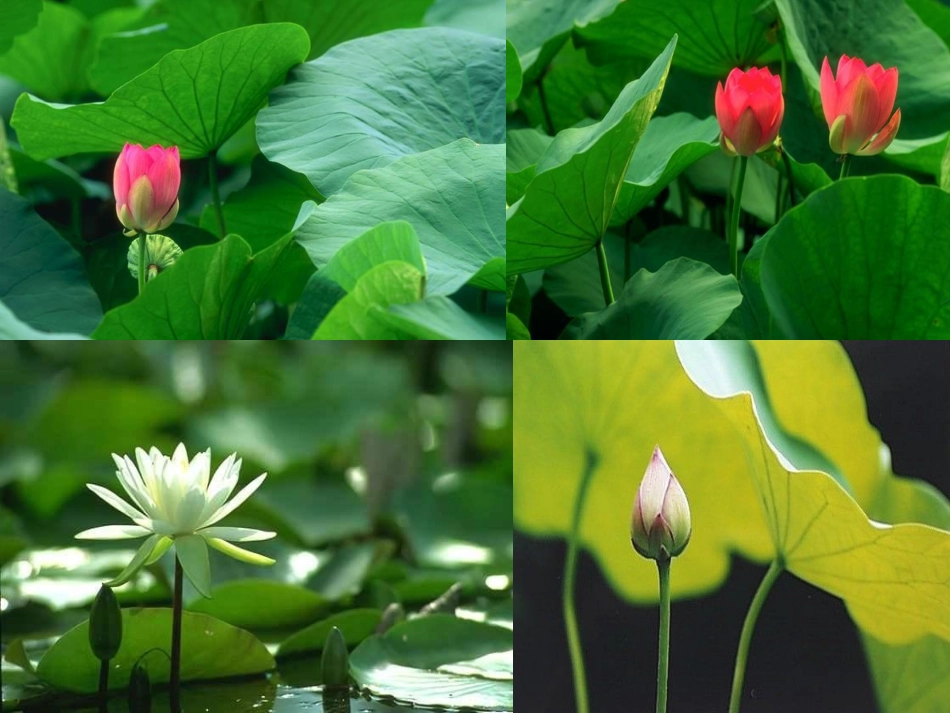 高中语文荷塘月色课件 苏教版 必修2 课件_第1页