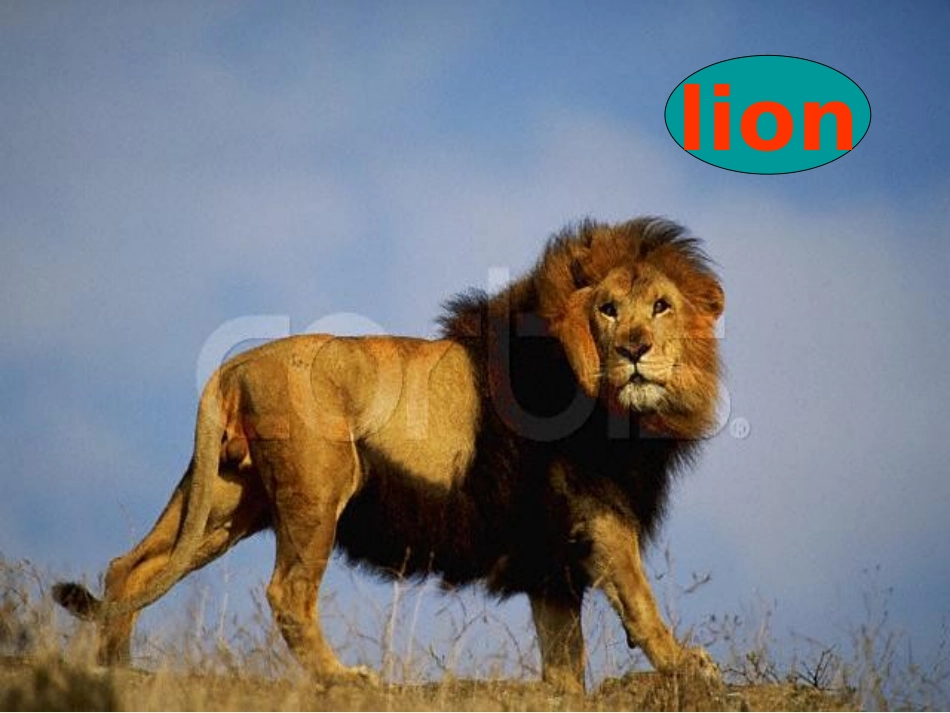 高中英语 unit4 reading课件 新人教版必修2_第3页