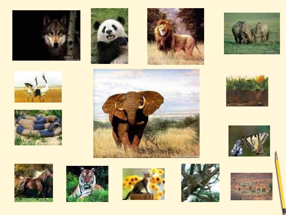 江西省萍乡四中八年级生物上册 第五单元生物陆地生活的动物课件_第3页