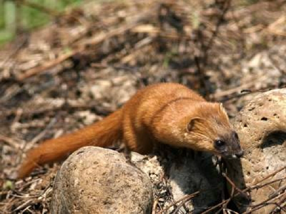 高中语文(捉不住的鼬鼠——时间片论)课件 新人教版选修(中国现代诗歌散文欣赏) 课件_第3页