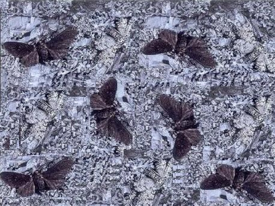 江苏省宿迁市宿城区中扬实验学校七年级生物上册 生物对环境的适应课件 苏科版 课件_第2页