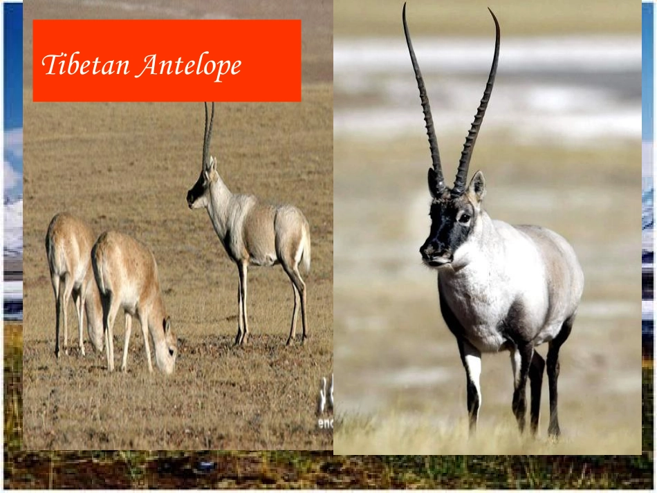 高二英语unit16 integrating skills 人教版 课件_第3页