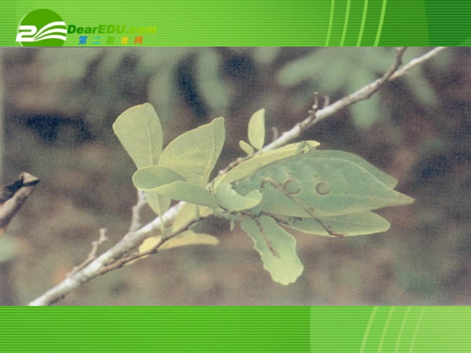 高中语文教学课件 苏教版必修2(高三) 课件_第1页