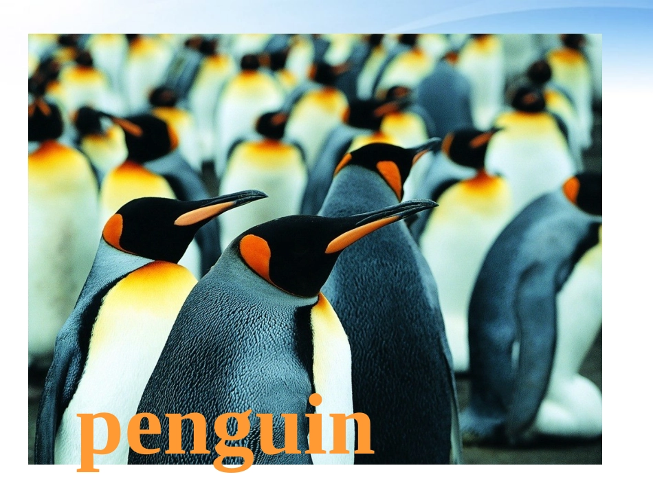 高中英语 Unit7 lesson3 The Sea world课件 北师大版必修3 课件_第3页