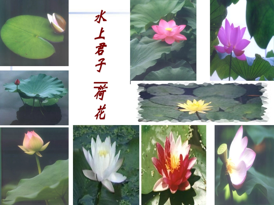 高中语文(荷塘月色)教学课件 新人教版必修2 课件_第3页