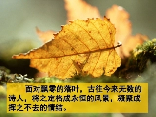 高中语文 说 木叶 课件 新人教版必修5 课件