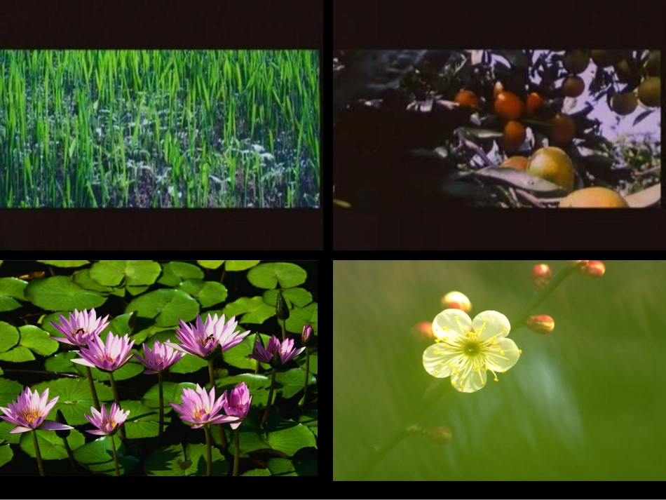 植物的结构层次七年级生物上册 课件_第2页