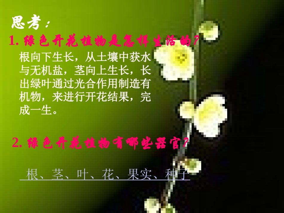 植物的结构层次七年级生物上册 课件_第3页